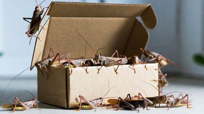 Study indicates people more ‘curious and receptive’ than expected about eating food made of bugs