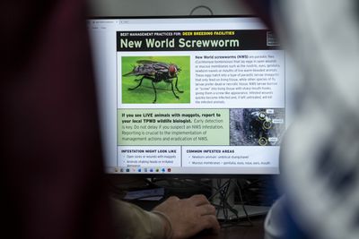 CDC Activates Emergency Operations Center Following New World Screwworm Detection in Texas as Experts Assess Potential Threats to Humans