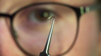 France ramps up fight against tiger mosquitoes after record outbreaks