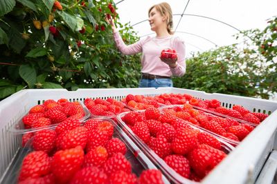 British raspberries up to 50% sweeter after cool spring and May sun, say growers