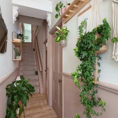 This £3 Amazon buy will keep flies away from your houseplants this summer – it has thousands of reviews to back it up