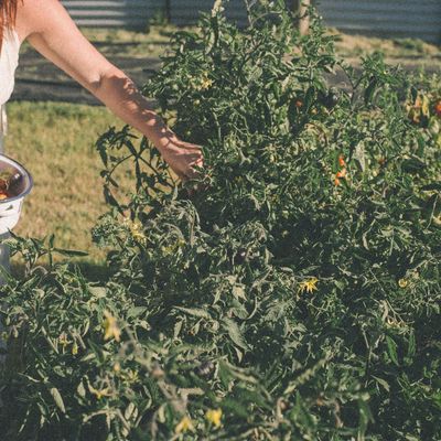 I'm a Longevity Researcher—These Simple Everyday Rituals Matter More Than Biohacking