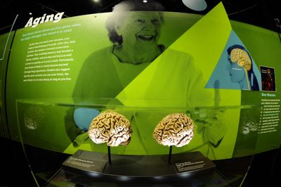 New Study of 4,000 Adults Shows Brain Health Can Improve at Any Age — Even in Your 80s and 90s