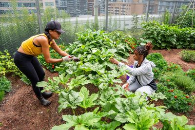 Okra up north: how a forgotten heirloom travelled the African diaspora to Toronto