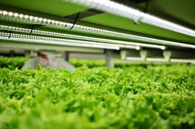 USDA Scientists Use Genome Editing to Develop Nutrient-Boosted Lettuce That Grows and Looks Completely Normal in Breakthrough Study
