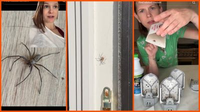 Arkansas mom finds brown recluse spiders in and around her house. But even after a horrible bite, she has no intentions to move