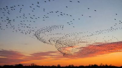 This weird trick helped physicists solve the bird flock mystery that defied Newton for years
