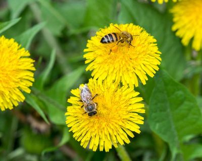 Honeybees make specialised ‘baby food’ to give larvae balanced diet, study says