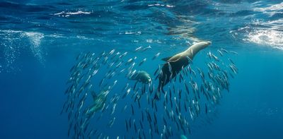 A ‘super’ El Niño has the power to devastate fishing – and leave seals and sea lions starving