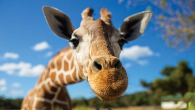 This UK zoo is trialling AI-powered night vision cameras to boost animal care – starting with the giraffes