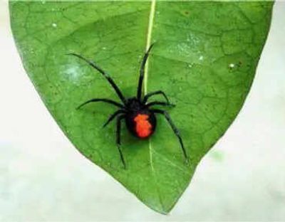 Forget deadbeat dads: These devoted spiders guard their babies, and science finally knows why