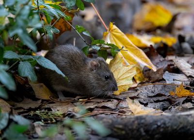 The Gardening Mistake That’s Drawing Rodents Into Backyards