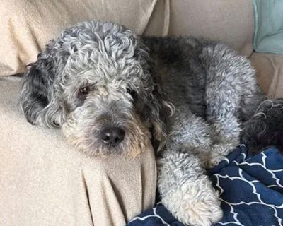 LA leaders back investigation into police killing of two-year-old dog