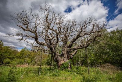 Robin Hood’s Major Oak in Sherwood Forest has died, experts say