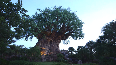 I Just Found Out A Random Emergency Fact About Animal Kingdom, And I'll Never Look At Disney World The Same Way