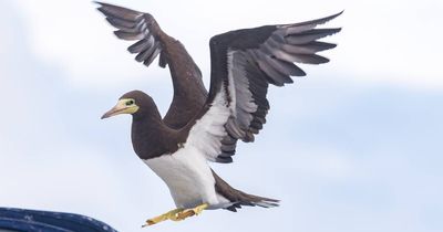 Exotic booby: rare Hunter sighting sends birdwatchers into a flap