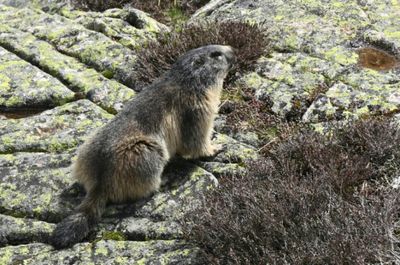 Plague was killing hunter-gatherers 5,500 years ago: study