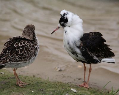 Country diary: Watching the ruffs strut like ludicrous Walter Raleighs