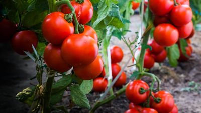 Stop wasting money on tomato feed — here’s how I made my own free fertilizer