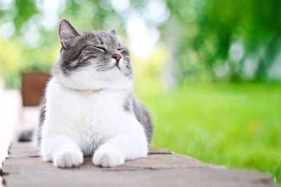 The ‘ginormous’ cat-killer fungus spreading across South America