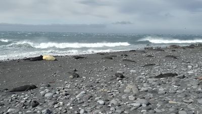 'Sobering': flu strain kills thousands of seal pups