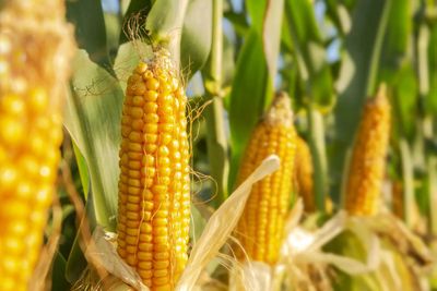 IMO definition of Brazil corn ethanol carbon footprint a landmark step, producers say