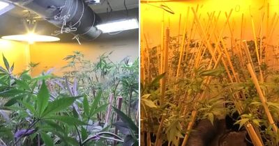 All the risk for little reward: the life of a cannabis crop sitter