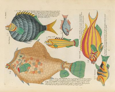 A bonanza for fans of the natural world: the digital library sharing 64m pages of scientific knowledge with everyone