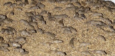 Australian farmers are desperate to escape the latest mouse plague – and may soon get relief