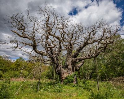 We would like to hear your memories of the Major oak in Sherwood Forest