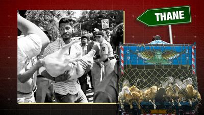 A pig at the gate, TV cameras outside: The making of a viral Eid controversy