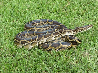 Burmese pythons in Florida are changing Everglades in a surprising way: Study reveals giant snakes are spreading seeds
