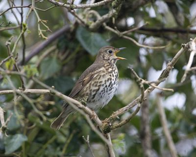 Tell us: how do you interact with the UK native wild birds in your local area?