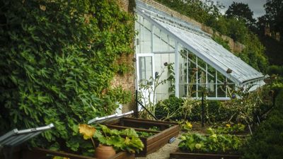 Don’t Forget Second-Wave Planting this Month – What to Sow for a Sequel of Veg, Herbs and Flowers