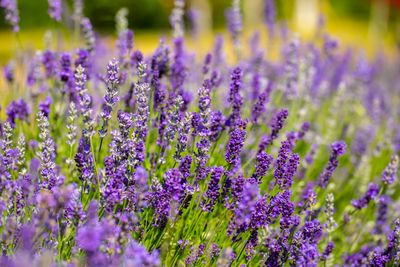 7 Plants That Help Pollinators Survive Extreme Heat