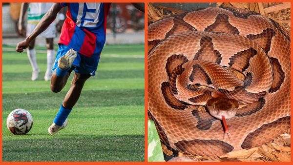 World Cup players keeping their eyes peeled after a venomous snake was supposedly spotted lurking around players’ camp