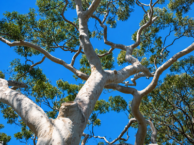 In 1960, Spain planted an invasive tree thinking it was a great idea, and now it's hammering local birdlife because the ecosystem can't keep up