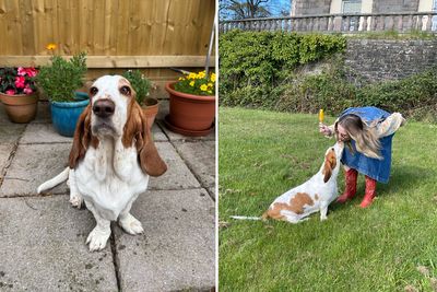 How I keep my dog cool and happy during a heatwave