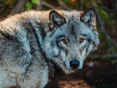 In January 1995, 14 wolves were reintroduced to Yellowstone from Canada to restore a degraded ecosystem; three decades on, scientists are locked in a bitter dispute over whether the famous cascade they were credited with ever happening at the scale claimed