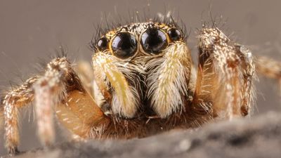 A tiny jumping spider with a brain the size of a poppy seed holds the secret to a revolutionary new 3D camera