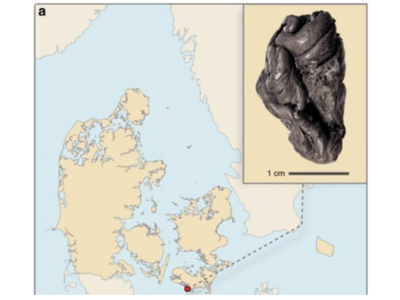 In 1991, archaeologists tested a lump of ancient chewing gum from Scandinavia, it unexpectedly preserved the DNA of a person who lived 5,700 years ago