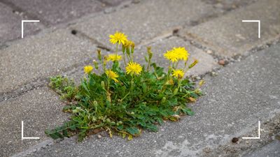 This easy weed-killing trick is perfect for tackling stubborn paving problems – without using chemicals or tools