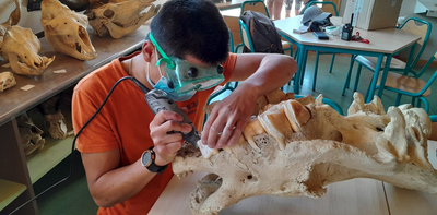 Did Neanderthals use rhinoceros teeth as tools?