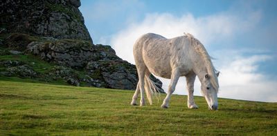Claims of Dartmoor pony cull reignite row over how to save Britain’s moorlands