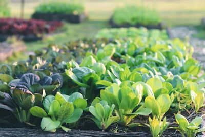 9 Gardening ‘Secrets’ That Are Actually Holding You Back