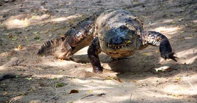 Attempted murder arrest after 3-year-old boy ends up in crocodile enclosure