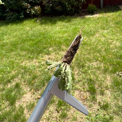 My lawn is dry and compacted, but this weed puller made removing even the most stubborn dandelions a breeze – in half the time, too