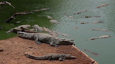 UK police say man under arrest after toddler 'ended up' in crocodile pen at zoo