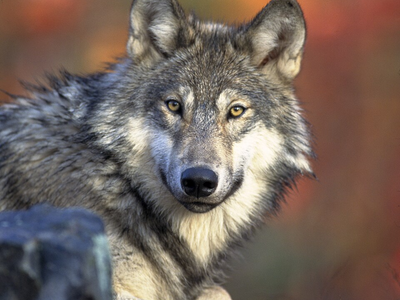 A GPS-tracked wolf jumped into a Swiss lake, and what happened next stunned experts