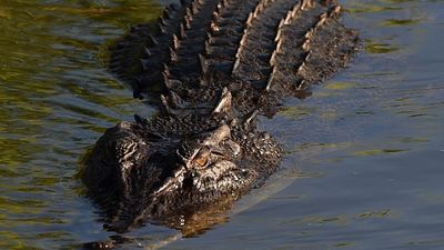 Man released after boy injured in UK zoo croc enclosure